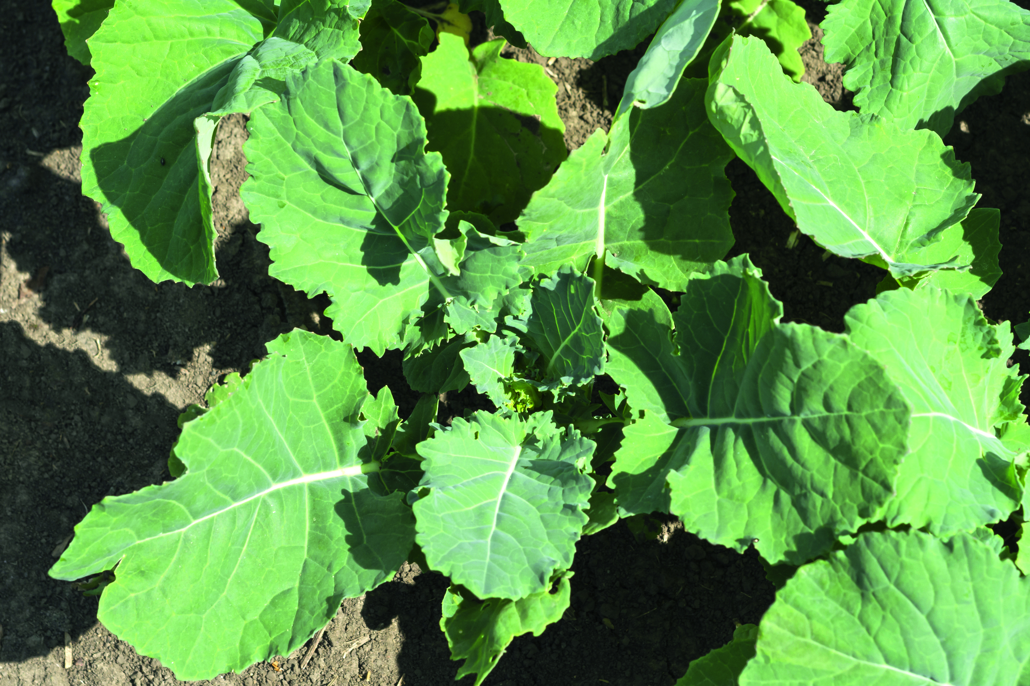 Lebosol®: Importanța fertilizării rapiței încă din toamnă