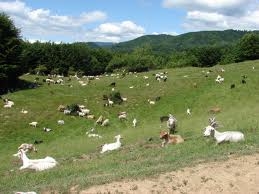 UE alocă României peste 55 de milioane de euro în cadrul programului destinat ajutării persoanelor defavorizate