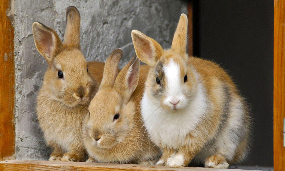Cum înființarea unei ferme de iepuri poate fi un succes