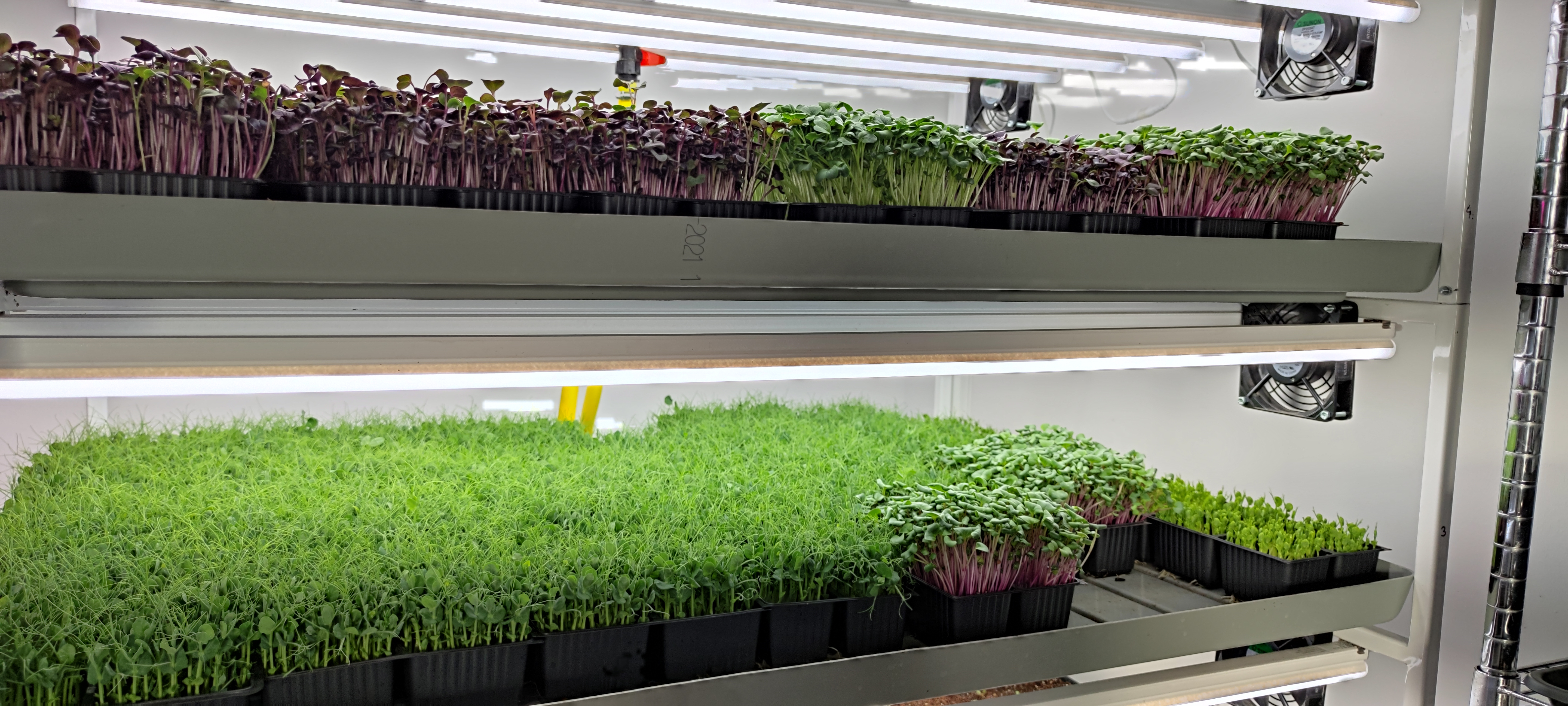 Afacere unică în Regiunea Moldovei . Un ieșean produce microplante la Cotnari