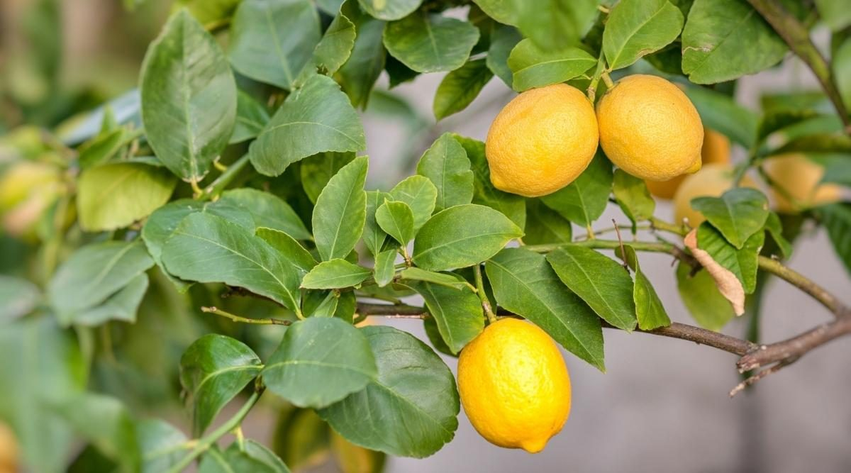 Citrus-Port, prima aplicație digitală de consiliere pentru cultivatorii de citrice