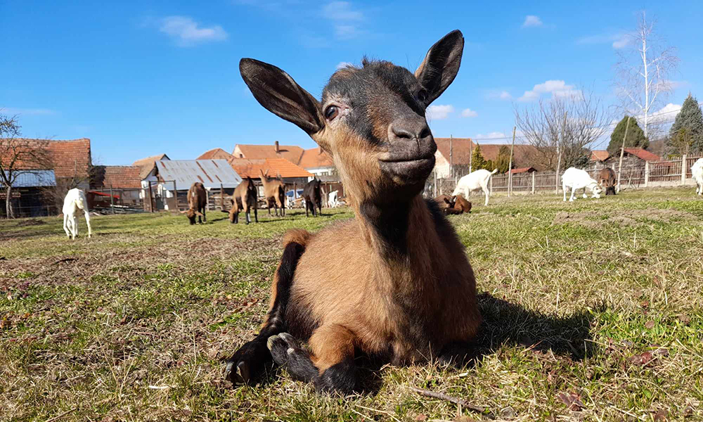 Un tehnician veterinar din Turdaș asigură „rasă, masă și casă“ fermei sale de capre
