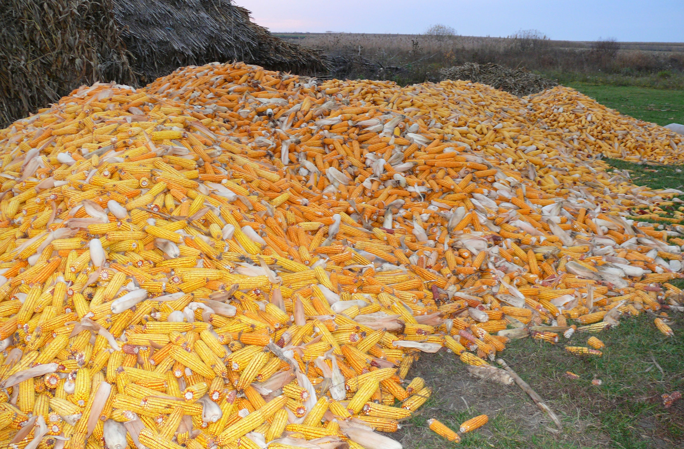 Producții agricole bune în anul 2019, perspectivă rezervată pentru anul acesta