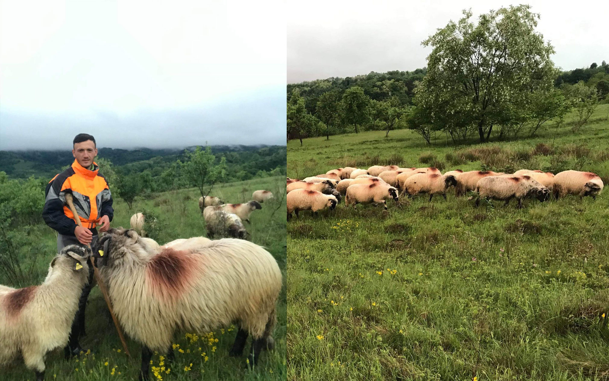 Rasa de oi Teregova - rasa de suflet a unui tânăr din judeţul Caraş-Severin
