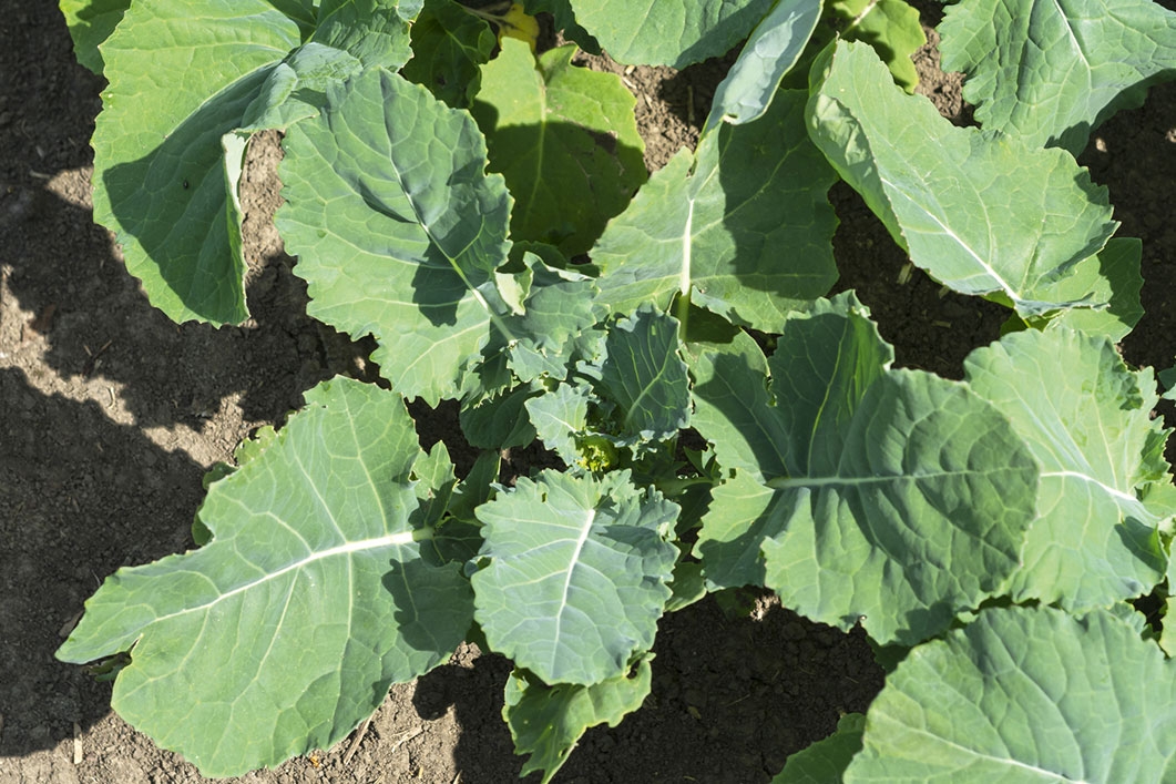 Lebosol®-Mix Rapiță și Floarea-soarelui SC
