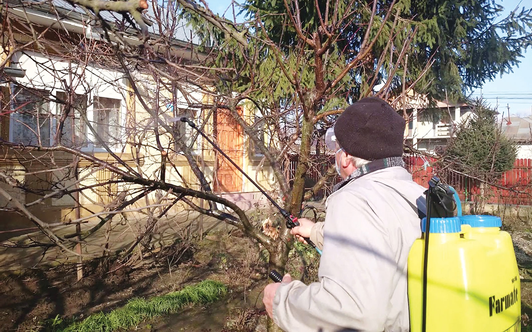 Stropirile de iarnă la pomii fructiferi