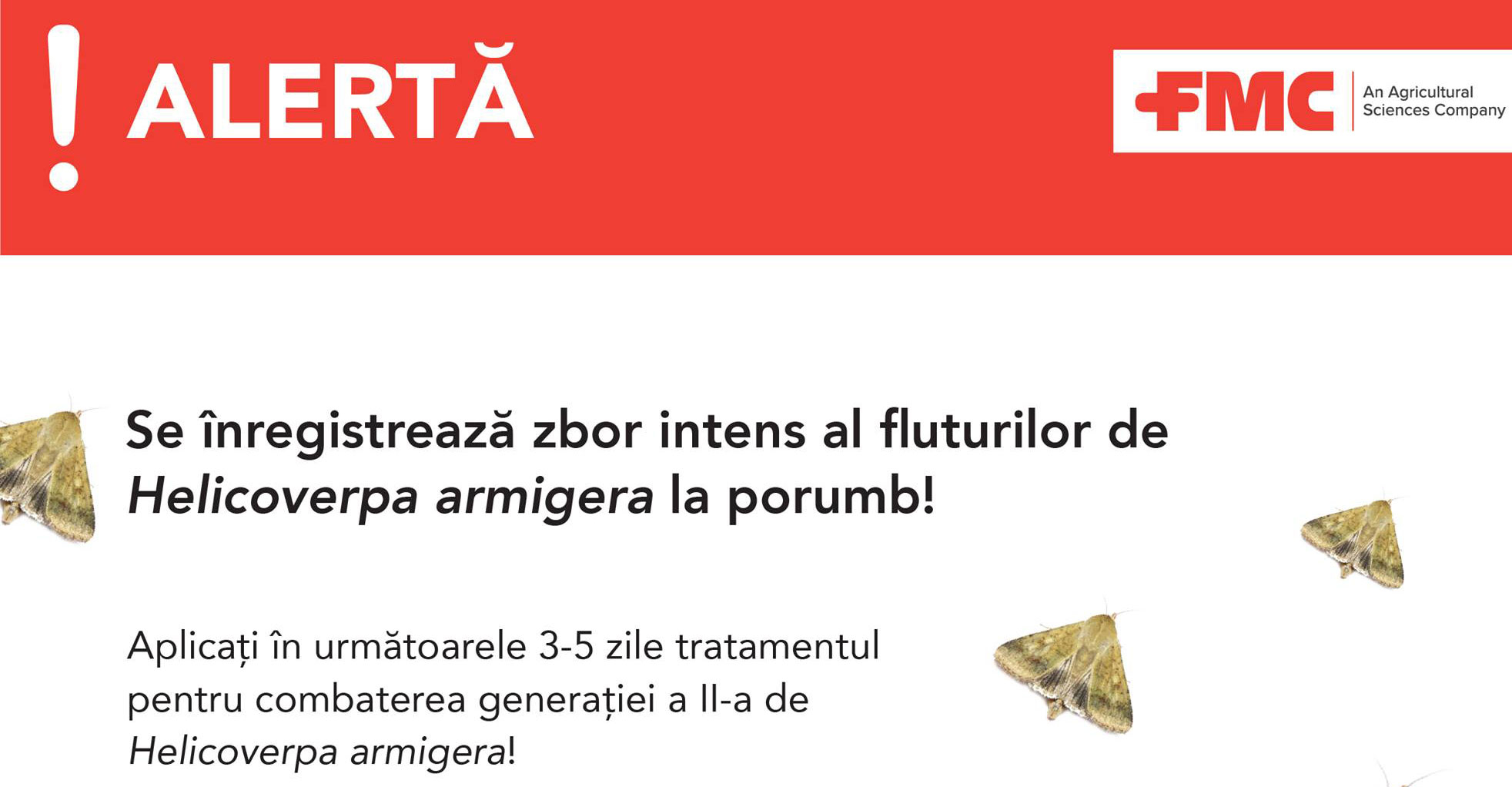 ATENȚIE FERMIERI! Se înregistrează zbor intens al fluturilor de Helicoverpa armigera la porumb