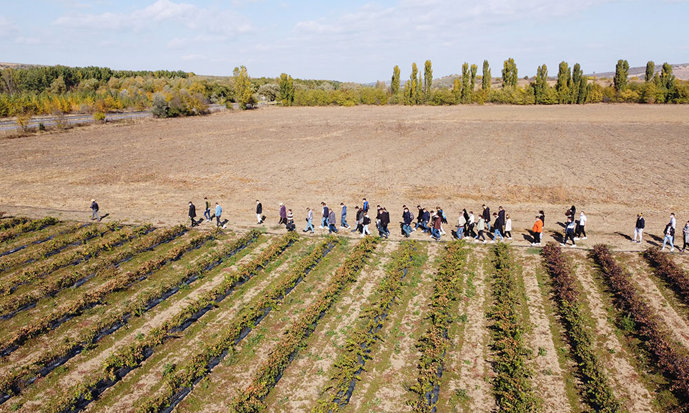 Stațiunea de Cercetare-Dezvoltare pentru Viticultură și Vinificație Bujoru face istorie de 44 ani