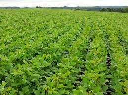 Agricultura românească, între afaceri „după ureche“ şi management performant