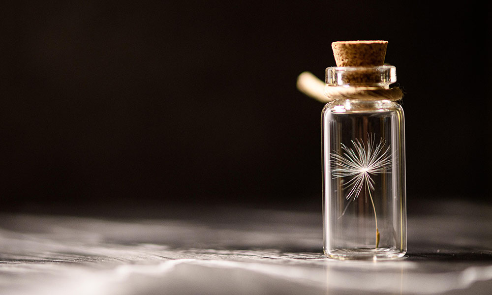 Transformarea biodiversităţii sălbatice în biodiversitate cultivată şi semispontană (I)