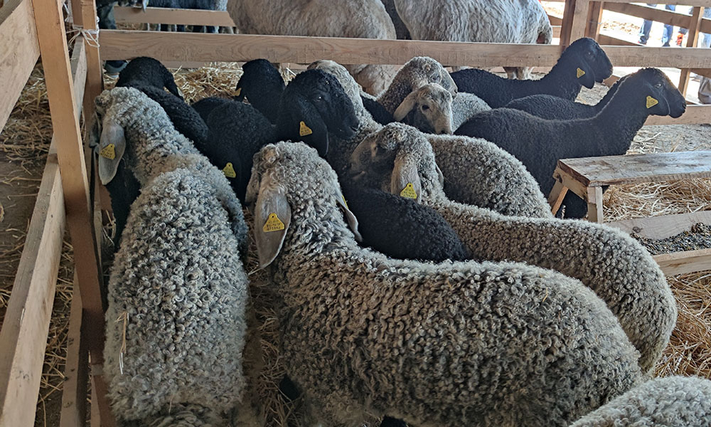 Karakul, rasa preferată a ciobanilor din Moldova