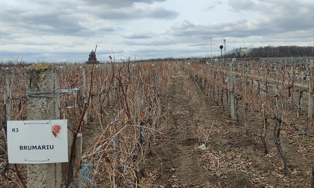 Stațiunea de Cercetare Dezvoltare pentru Viticultură și Vinificație Iași. Până acum, este un an excelent pentru vița-de-vie