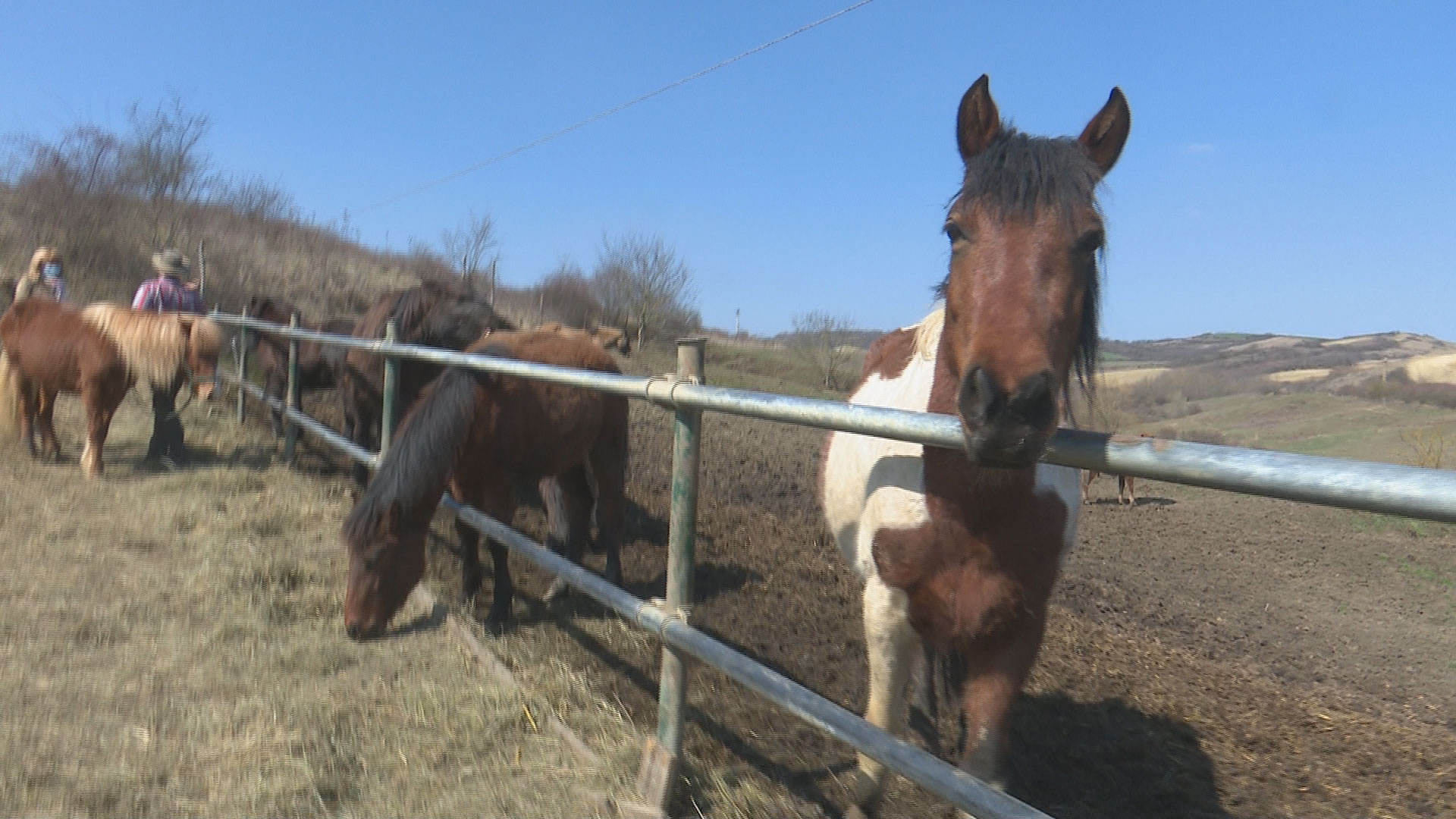 Povești din satele transilvane. Ad, Janneke și caii islandezi de la Oarba de Mureș