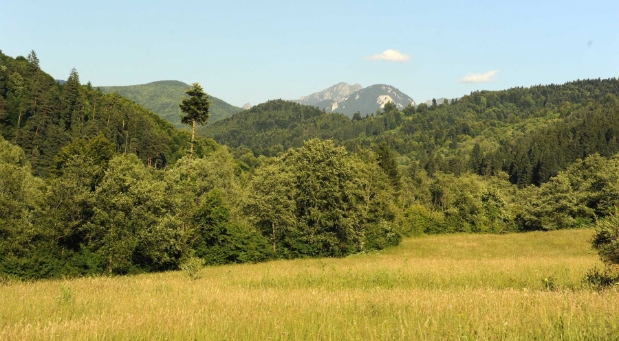 APIA primește Cereri de plată aferente anului 2023 pentru schema de ajutor de stat - Servicii de silvomediu, servicii climatice și conservarea pădurilor
