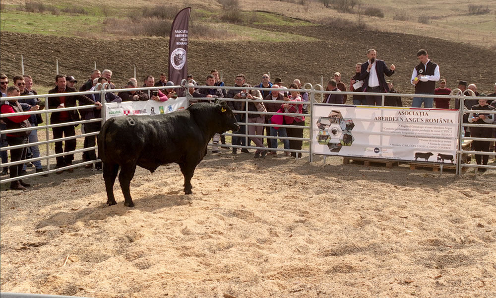 Aberdeen Angus, la înalte cote de performanță în România