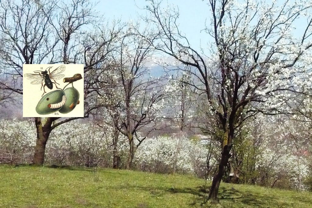 În atenţia celor care deţin livezi şi pomi răzleţi!