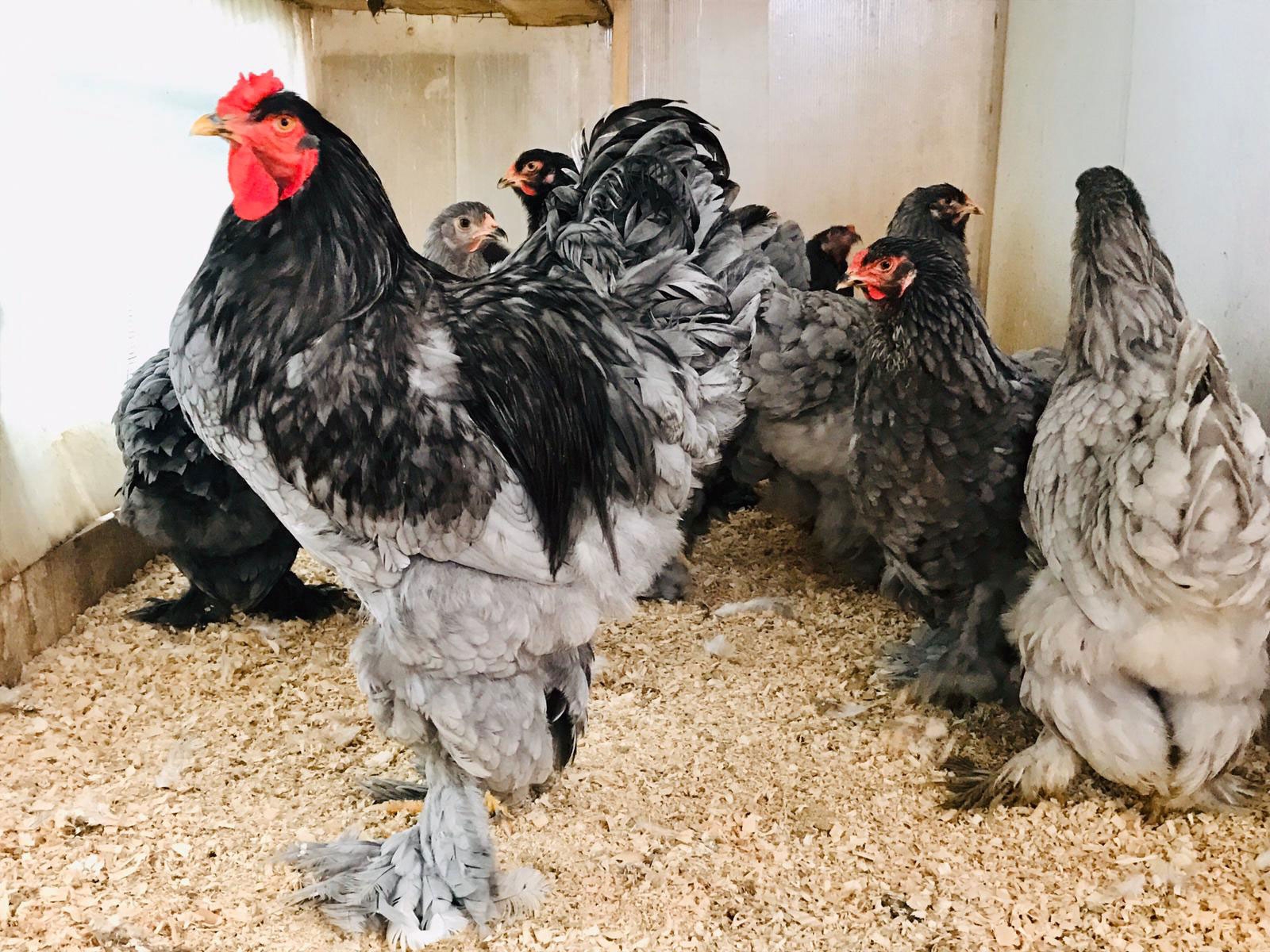 Creşterea păsărilor de expoziţie: pasiunea de care nu a mai putut scăpa un tânăr ieşean