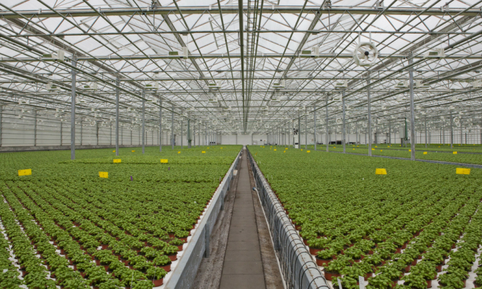 Solarino - soluție de automatizare smart a serelor agricole