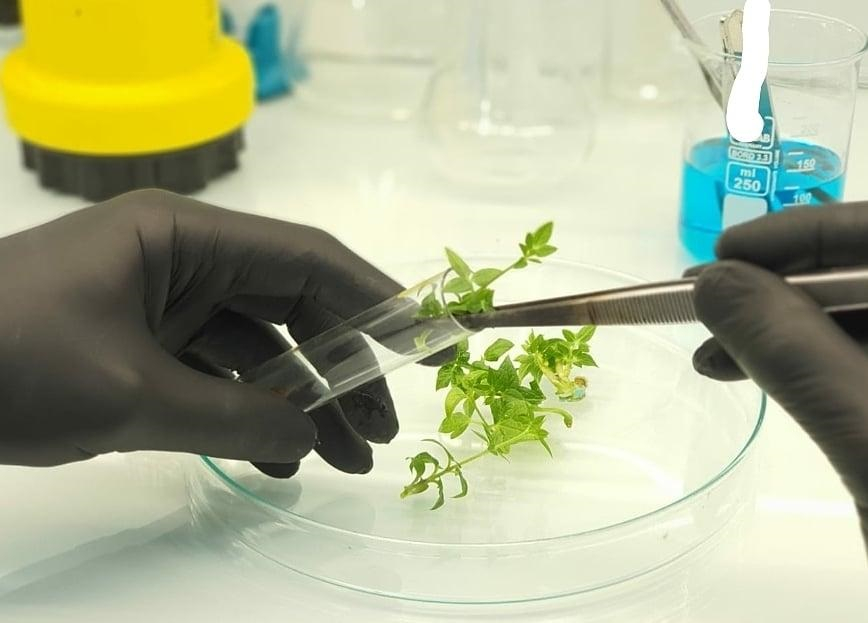 Avantajele micropropagării plantelor