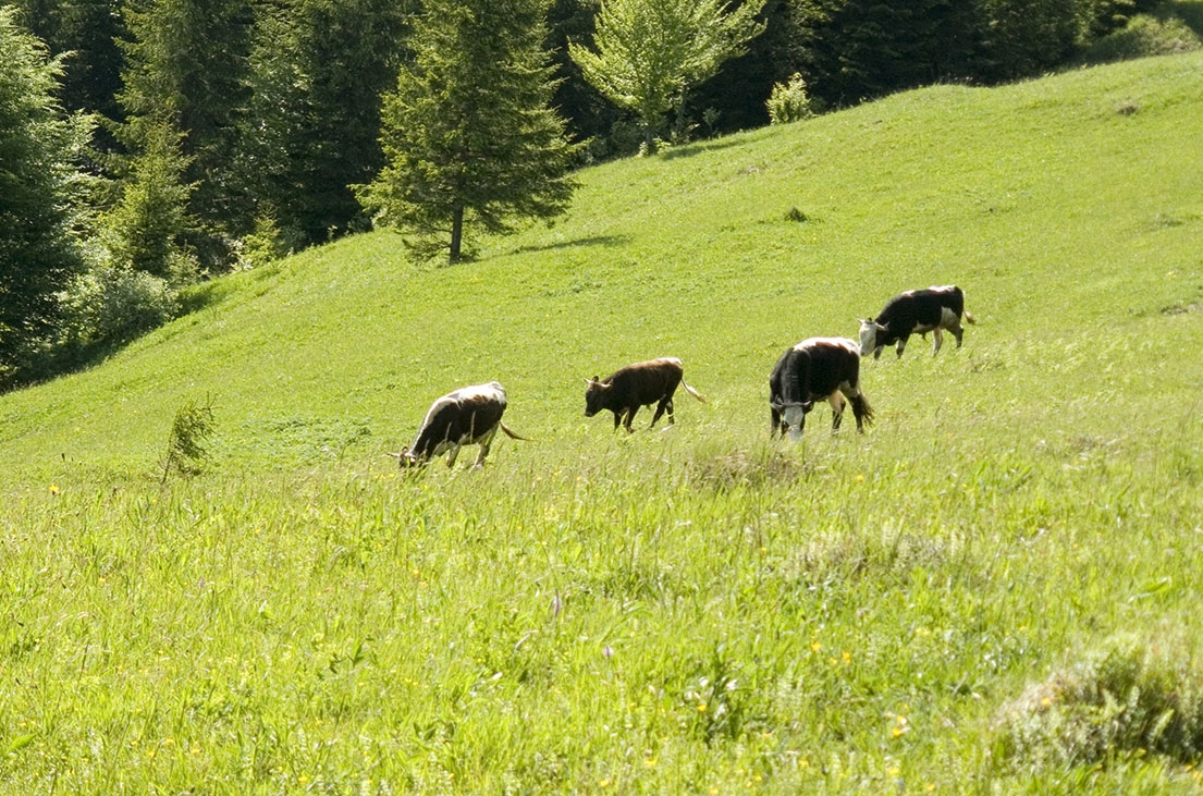 Cooperativa Agricolă „Runc“ din Moldoviţa, un exemplu de asociere