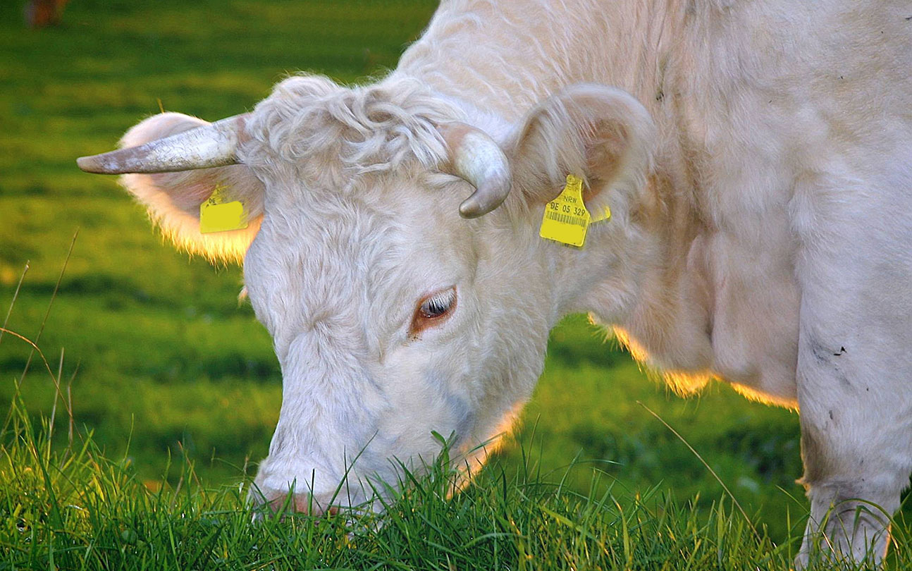 Recomandări: Implementarea normelor de bunăstare la animale