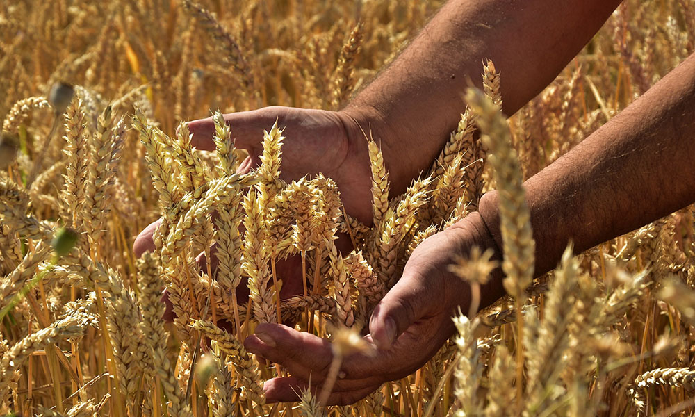 Agricultura care ne hrănește…
