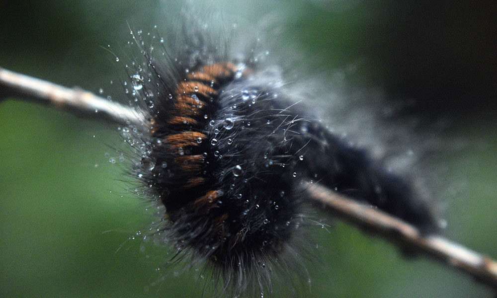 Omida păroasă a dudului (Hyphantria cunea)