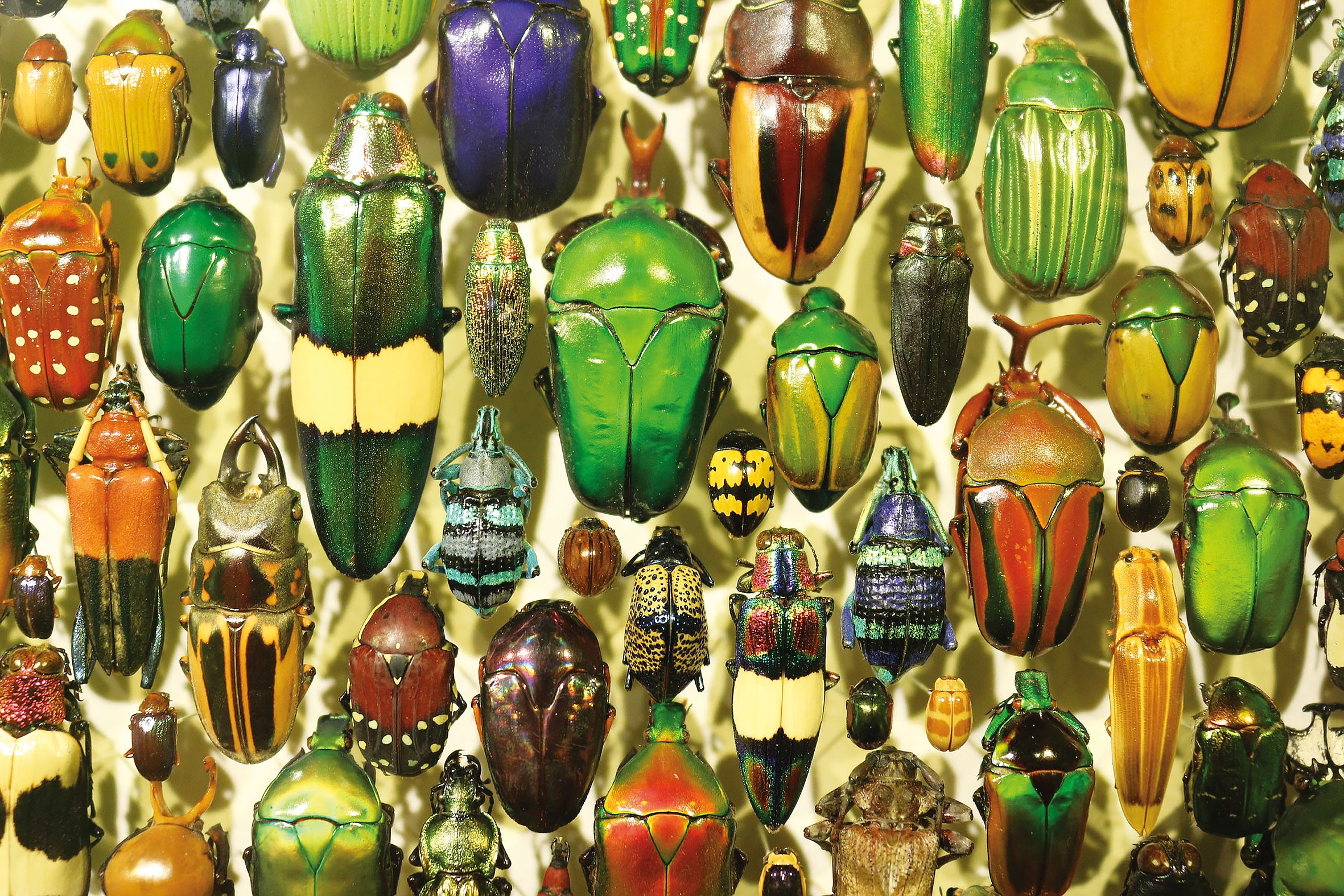 Se micșorează „colecția“ de insecte a lumii