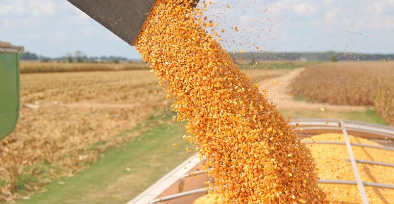 Fermierii campioni la porumb din zona Moldovei