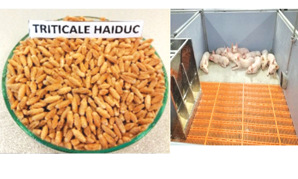 Triticale și mei - cereale rezistente la secetă ce pot afecta diferit emisia de gaze cu efect de seră la purcei