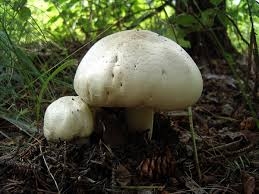 Venituri substanţiale din vânzarea fructelor de pădure şi a ciupercilor