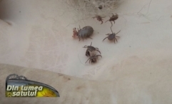 Căpușele, un real pericol pentru transmiterea unor boli periculoase la animale și om