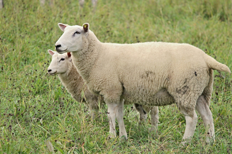 PUNCT DE VEDERE - Asociația Județeană a Crescătorilor Montani de Ovine „Dealu Negru” BN