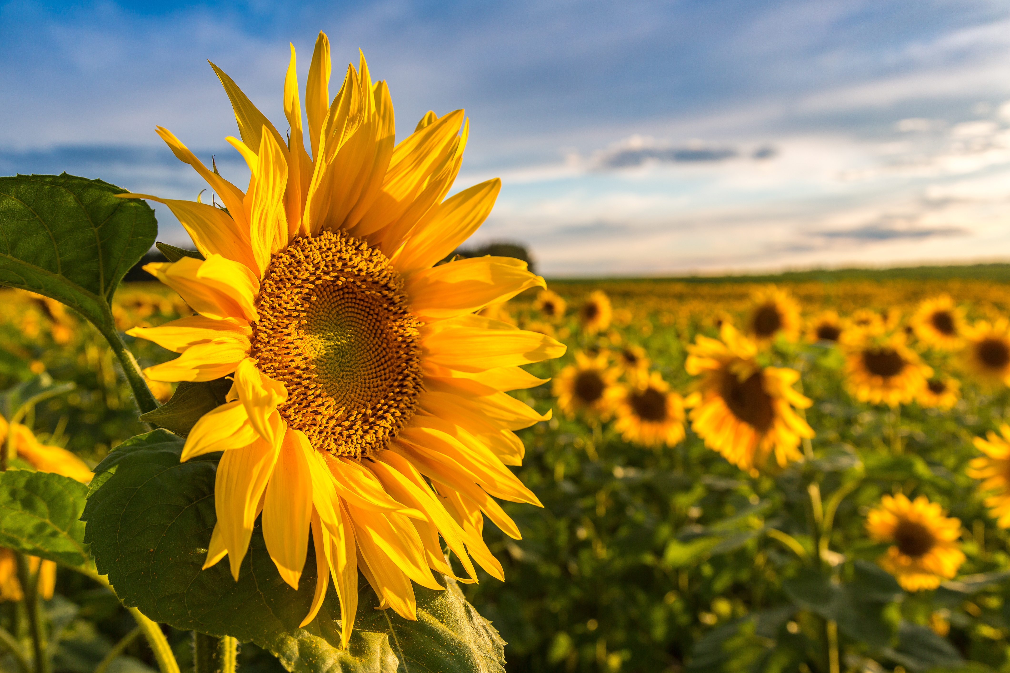 Lebosol®: Fertilizarea foliară a culturii de floarea-soarelui