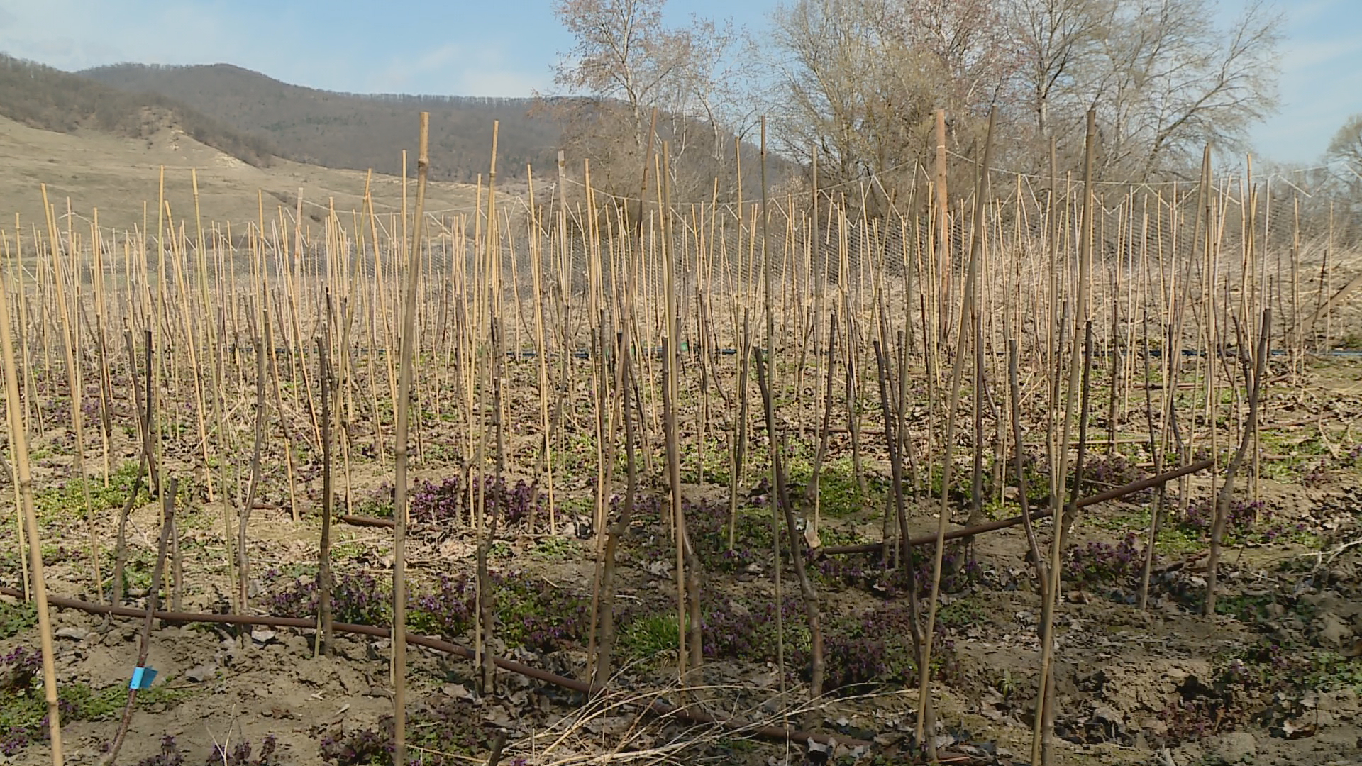 Pepinieriștii din Aiud. Lupta pentru calitatea materialului săditor românesc