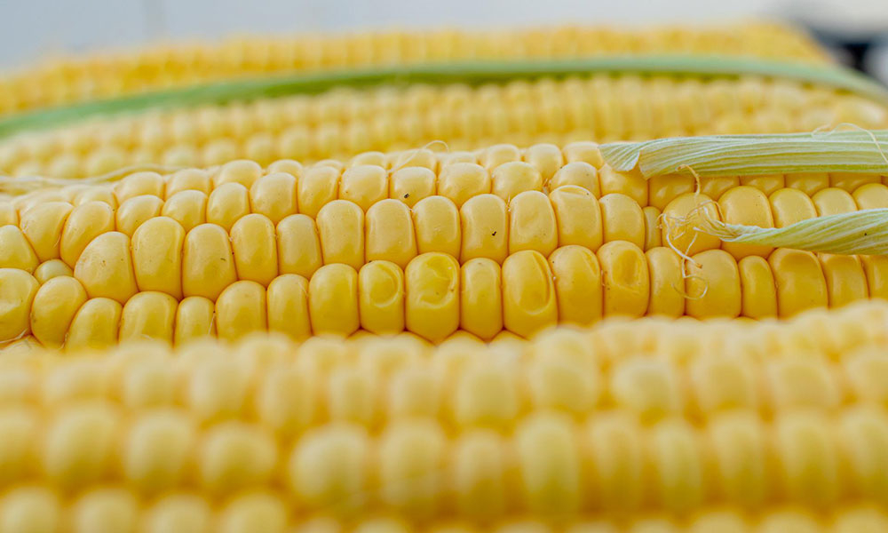 INCDA Fundulea, în eșalonul fruntaș al geneticii porumbului