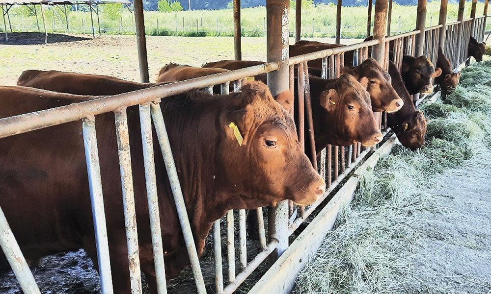 IBNA Balotești - OFERTĂ TEHNICO-COMERCIALĂ