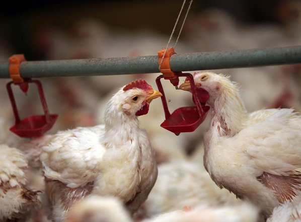 Importanța folosirii luminii colorate în creșterea puilor pentru carne