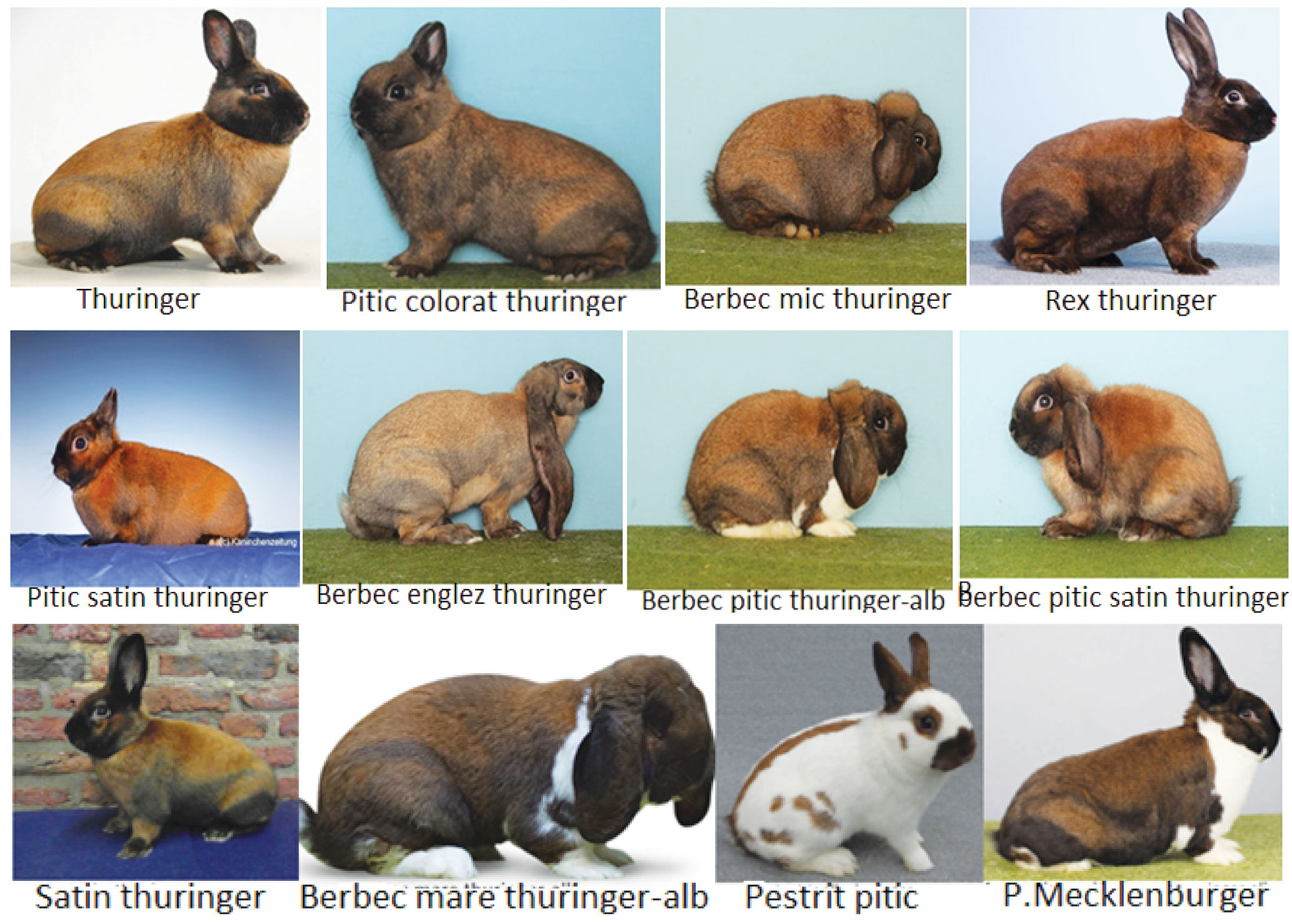 THURINGER. Rasă și varietate de culoare