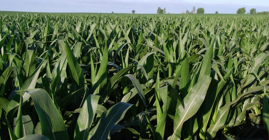 Precizări MADR cu privire la produsele de protecție a plantelor pe bază de neonicotinoide