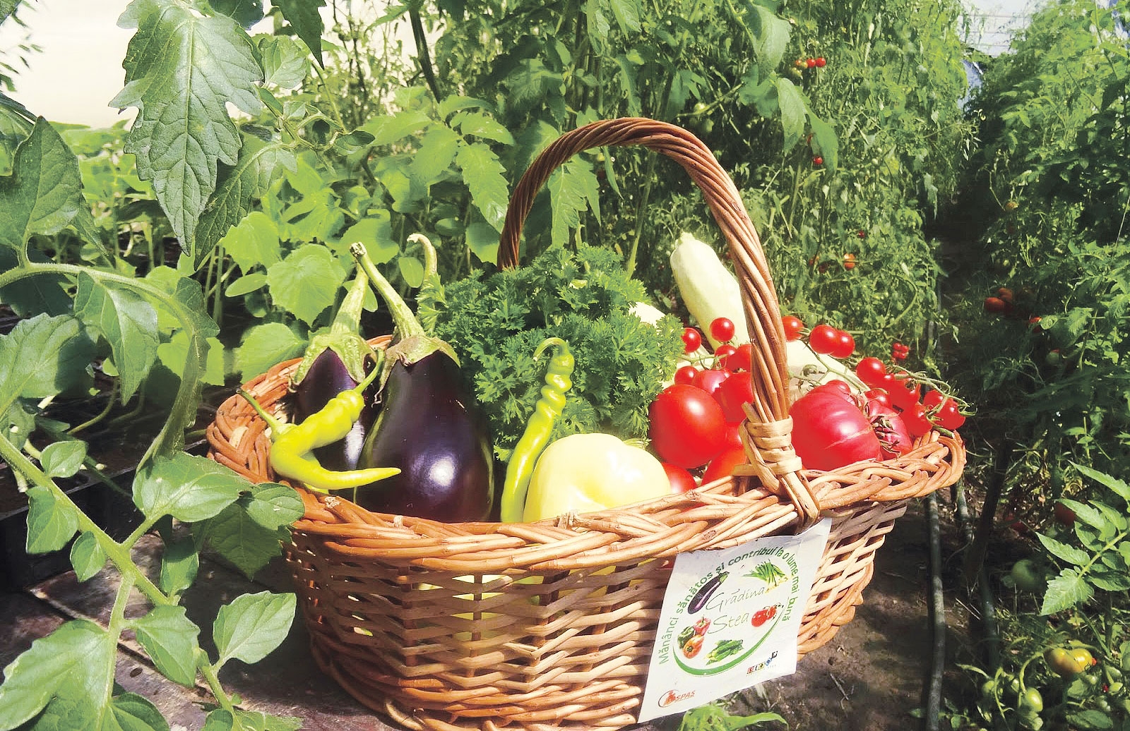 Ce fac legumicultorii prahoveni cu produsele în vreme de restriște