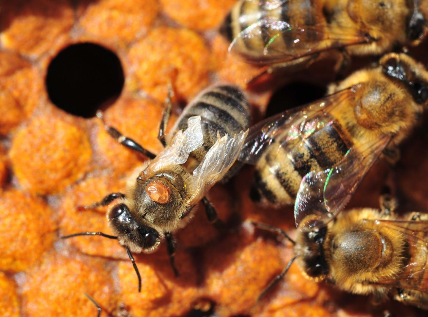 Strategia de combatere a Varroa destructor. Aplicarea acizilor organici volatili s-a dovedit utilă