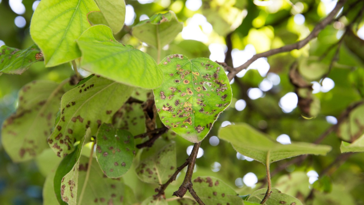 Tratarea pomilor afectați de focul bacterian