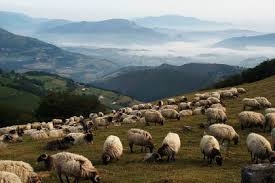 Protostongilidoza - boala ce afectează oile şi caprele în sezonul cald