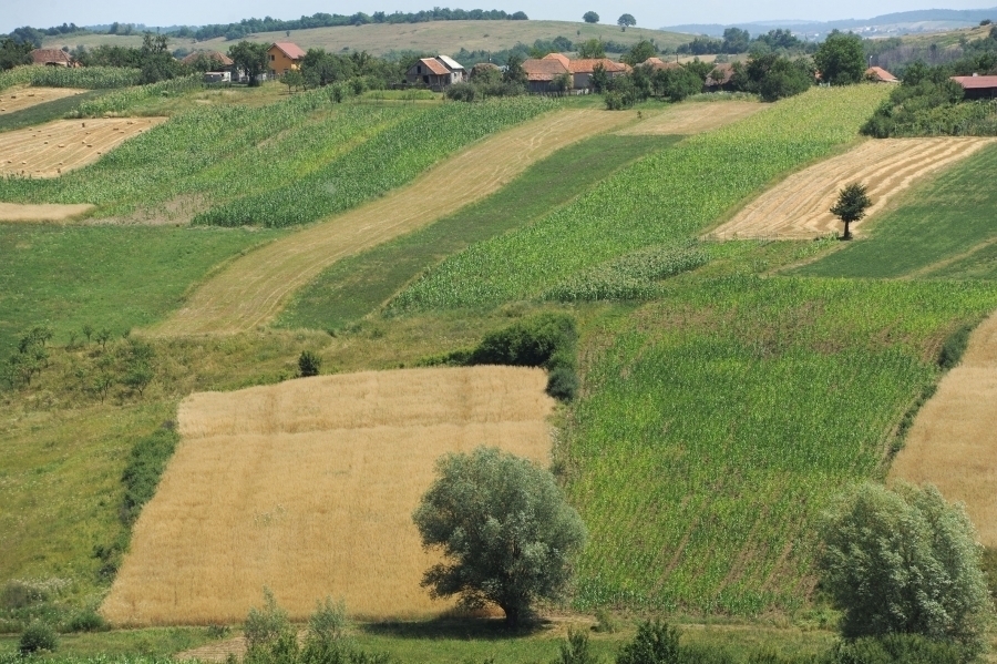 APIA: Acordarea plăților în avans este în plină desfășurare