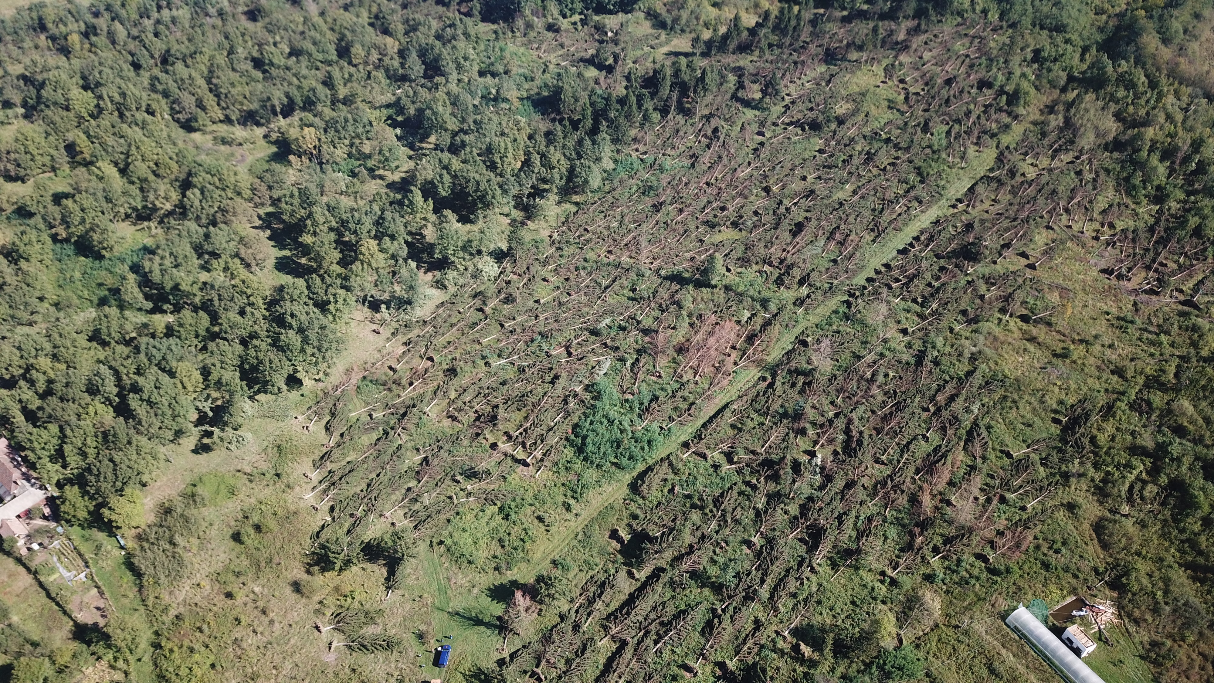 Mii de hectare de pădure afectate de fenomenele meteorologice extreme din ultima săptămână