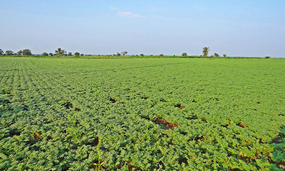 Năutul, FIUL SECETEI