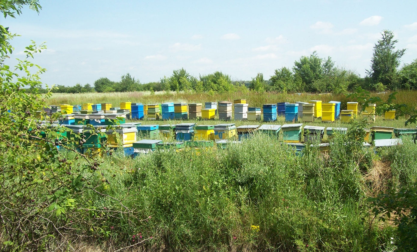 Acțiuni premergătoare pregătirii de iernare Evaluarea puterii familiilor de albine și a hrănirilor (I)