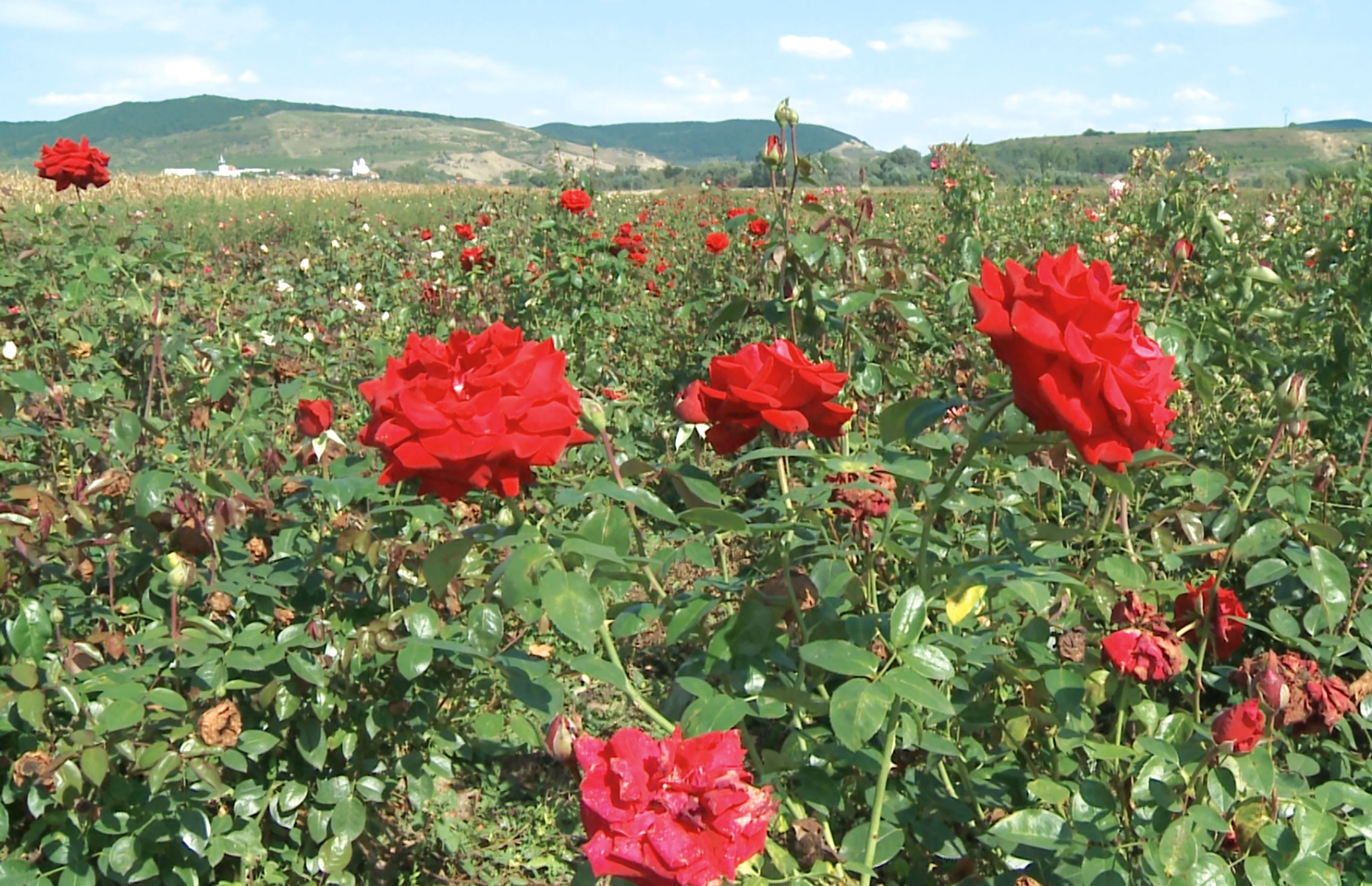 Parfum și culoare într-o pepinieră de trandafiri