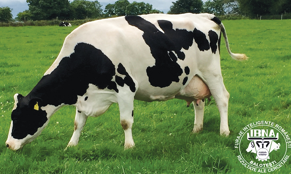 Alimentația vacilor de lapte